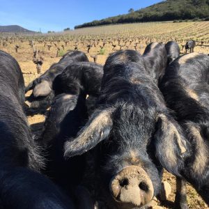 Objectif zéro déchets avec les cochons noirs de Lenthéric